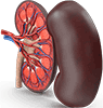 Human Liver